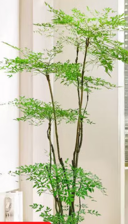 南天竹盆栽客厅绿植高级感大型植物室内好养活高端大气上档次落地 精品丛生多枝南天竹 含盆，式样随机