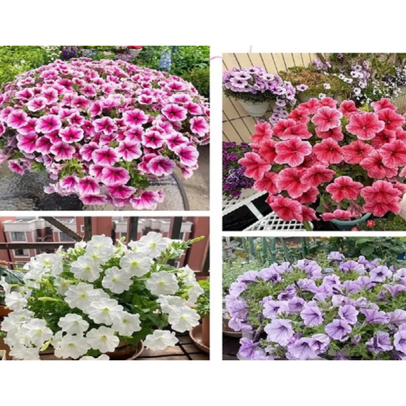矮牵牛花苗盆栽混色五个颜色