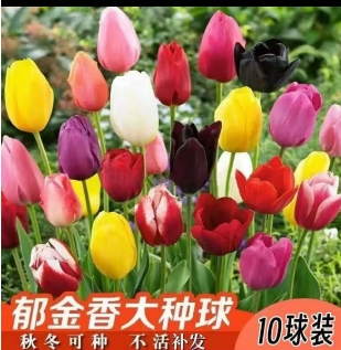混色郁金香