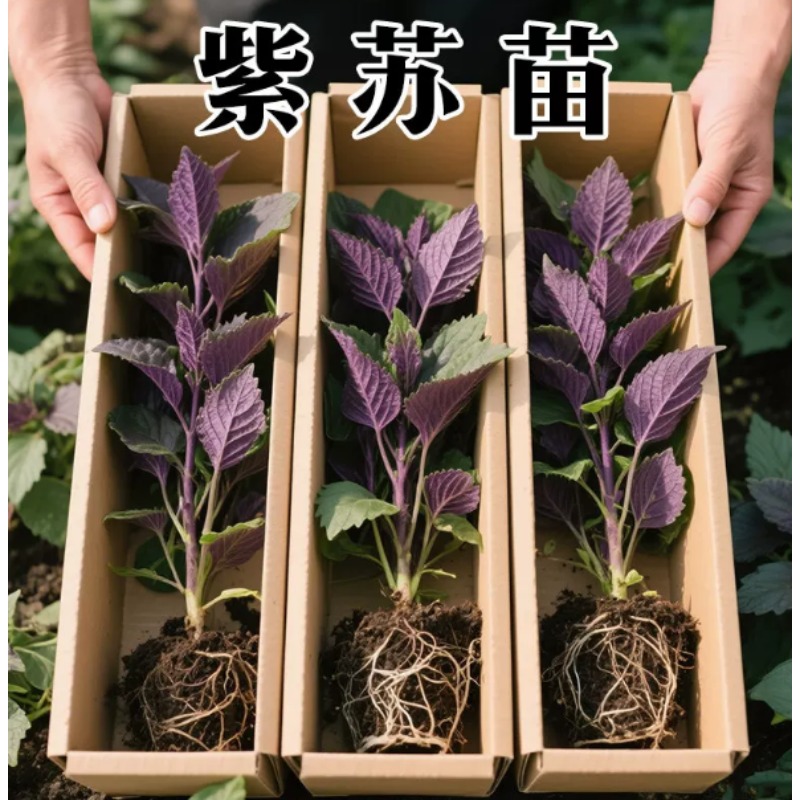紫苏