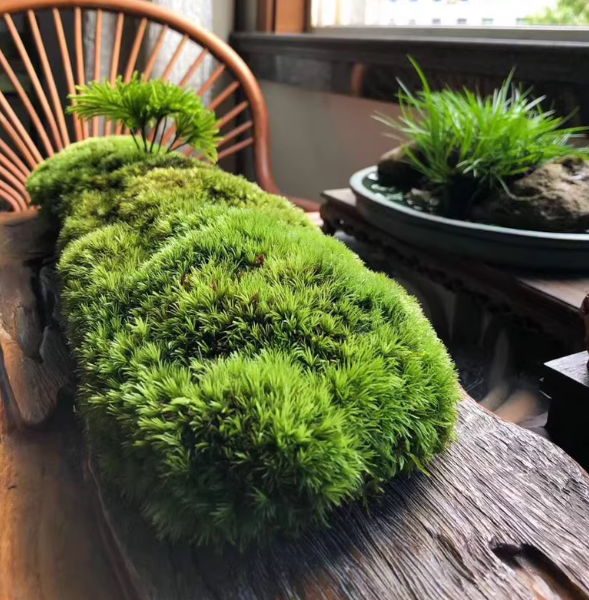 景观苔藓