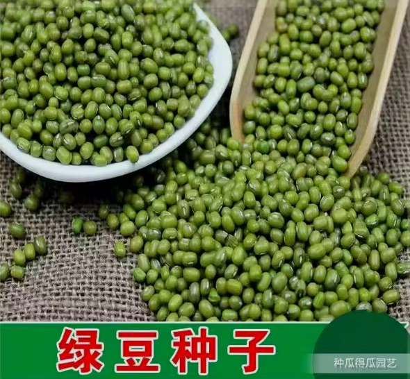 绿豆约500颗左右