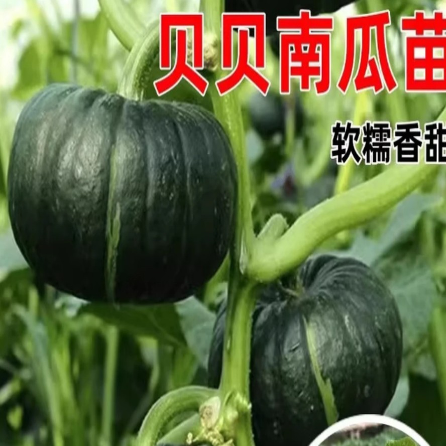 贝贝南瓜苗 绿贝贝南瓜苗