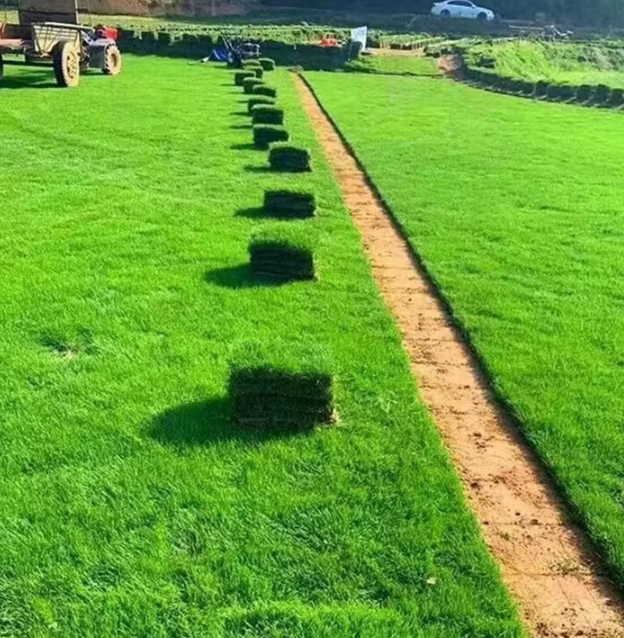 真草皮草坪 080
