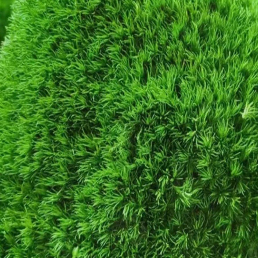 永生白发藓造景青苔景观绿植造景仿真苔藓植绒软装 浅绿永生大灰藓1平方