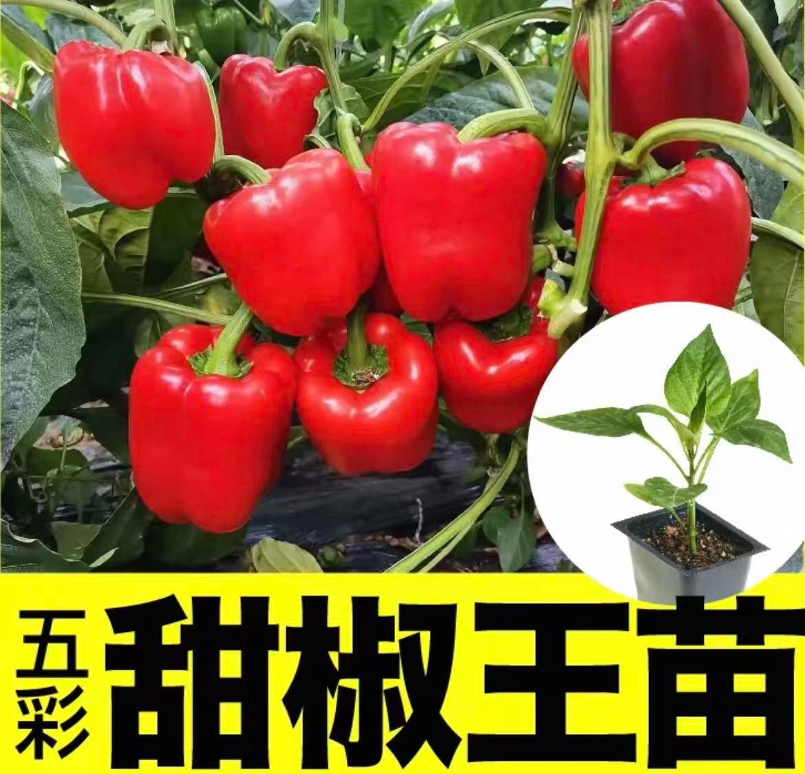 甜椒苗