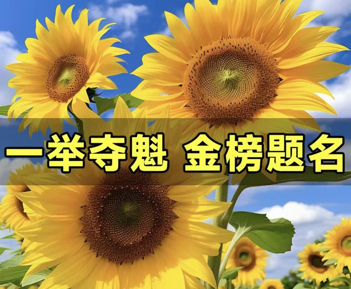 向日葵苗