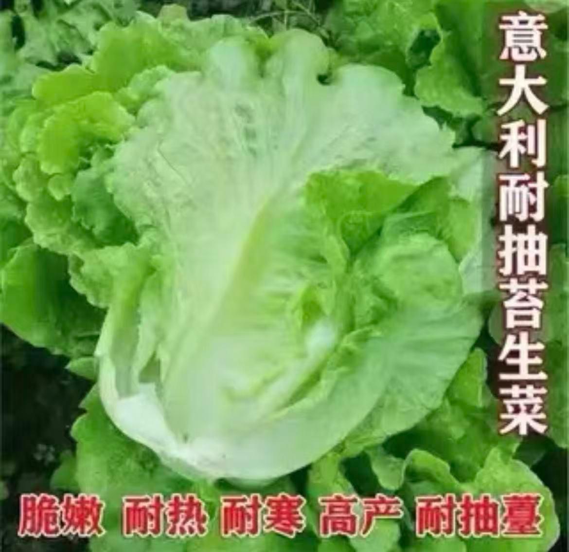 生菜苗