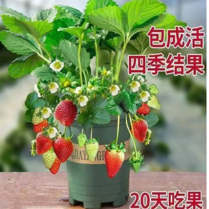 四季奶油草莓苗