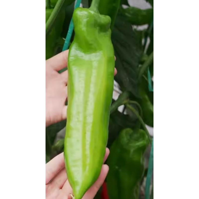 牛角椒苗