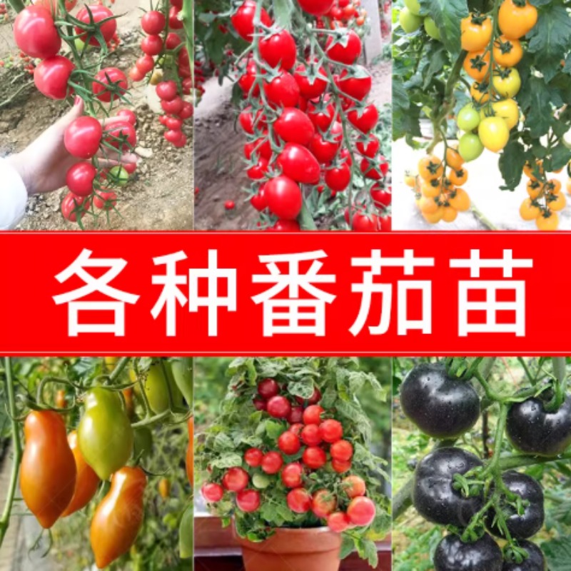 小番茄种子