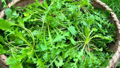 野生荠菜种子