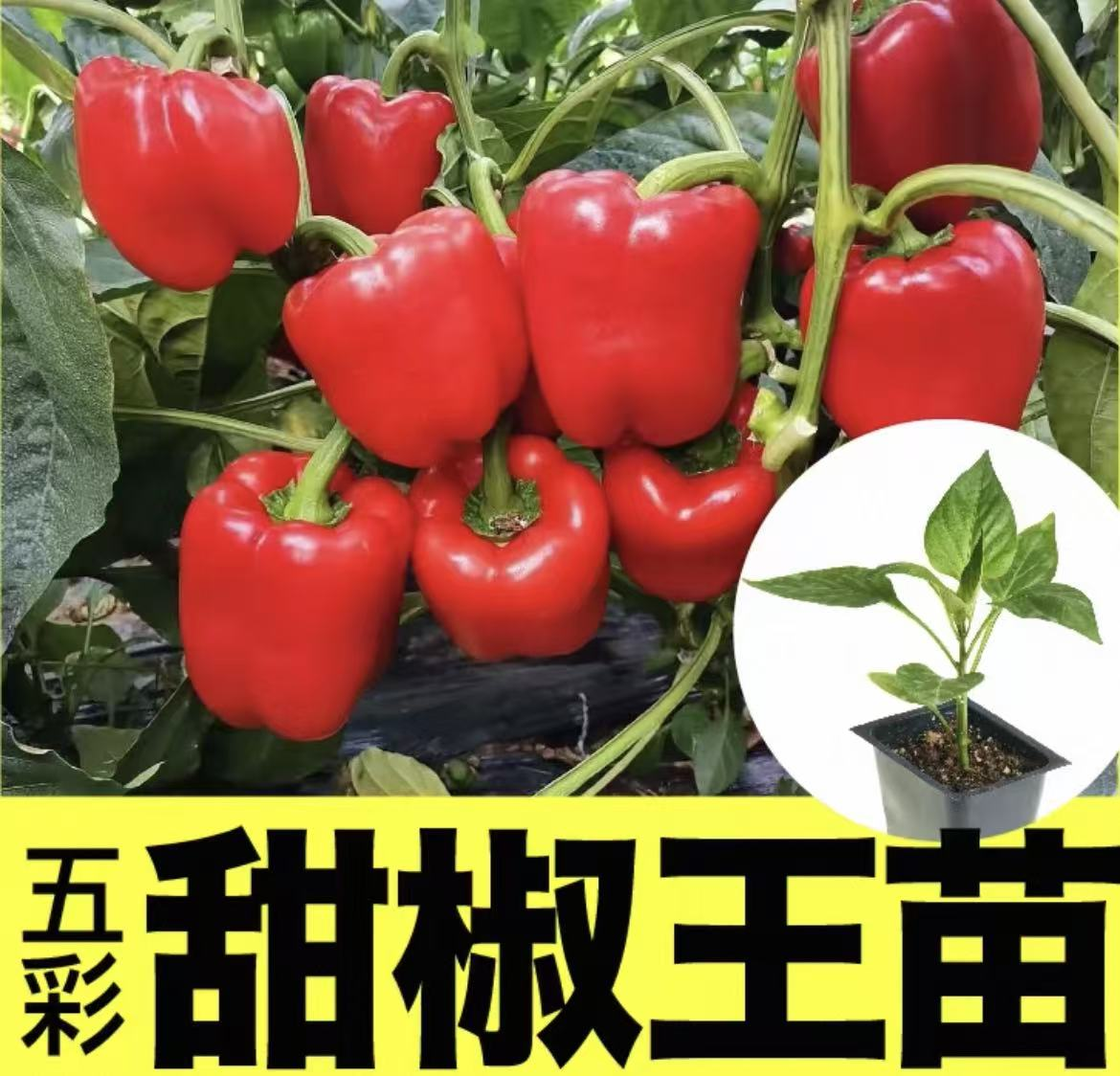 甜椒苗