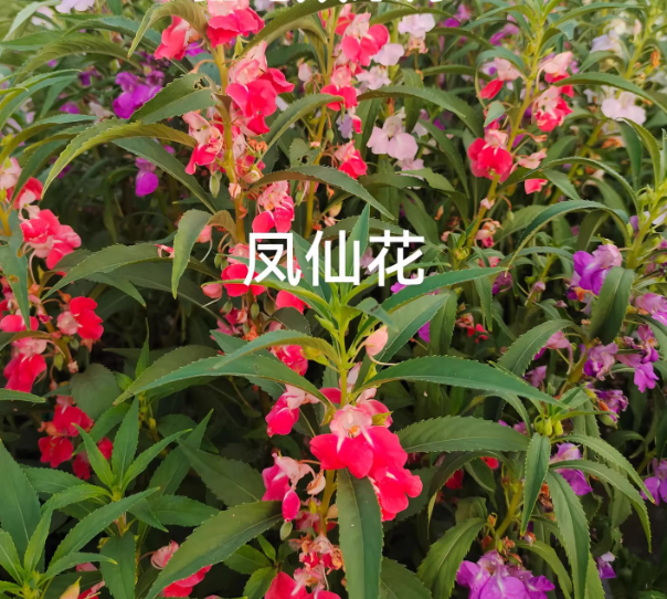 凤仙花种子