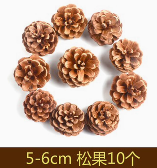 松果5-6cm 10个