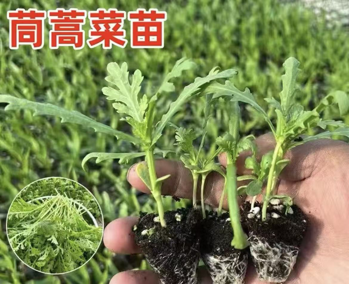 茼蒿苗