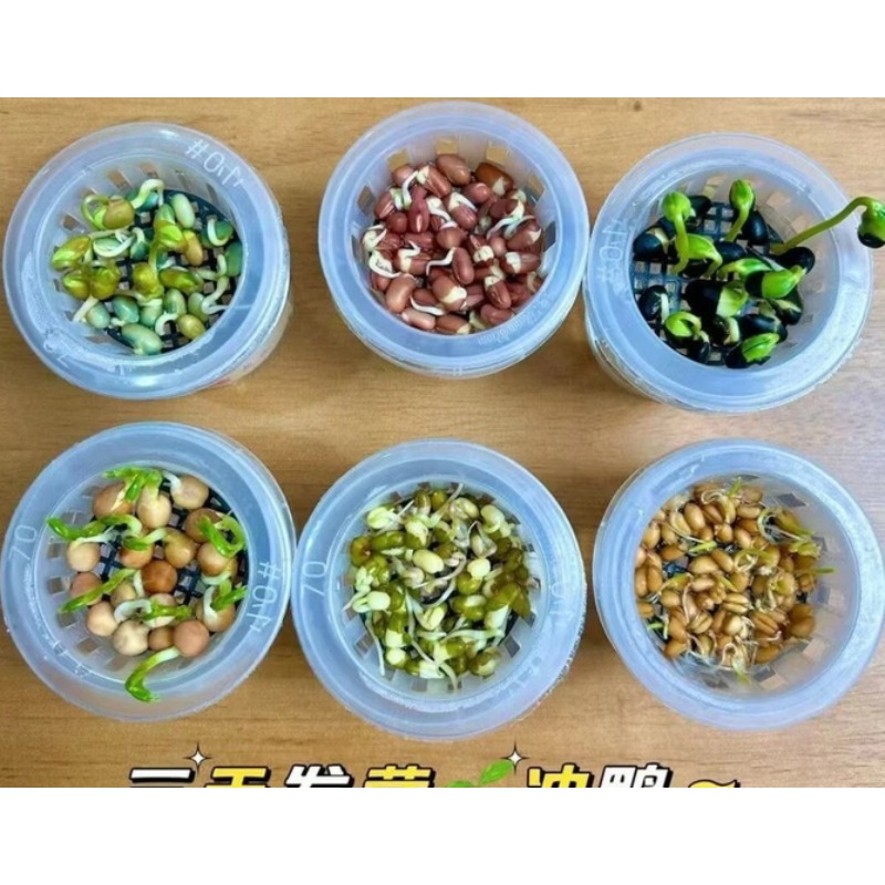 观察植物成长水培种子科学儿童实验作业