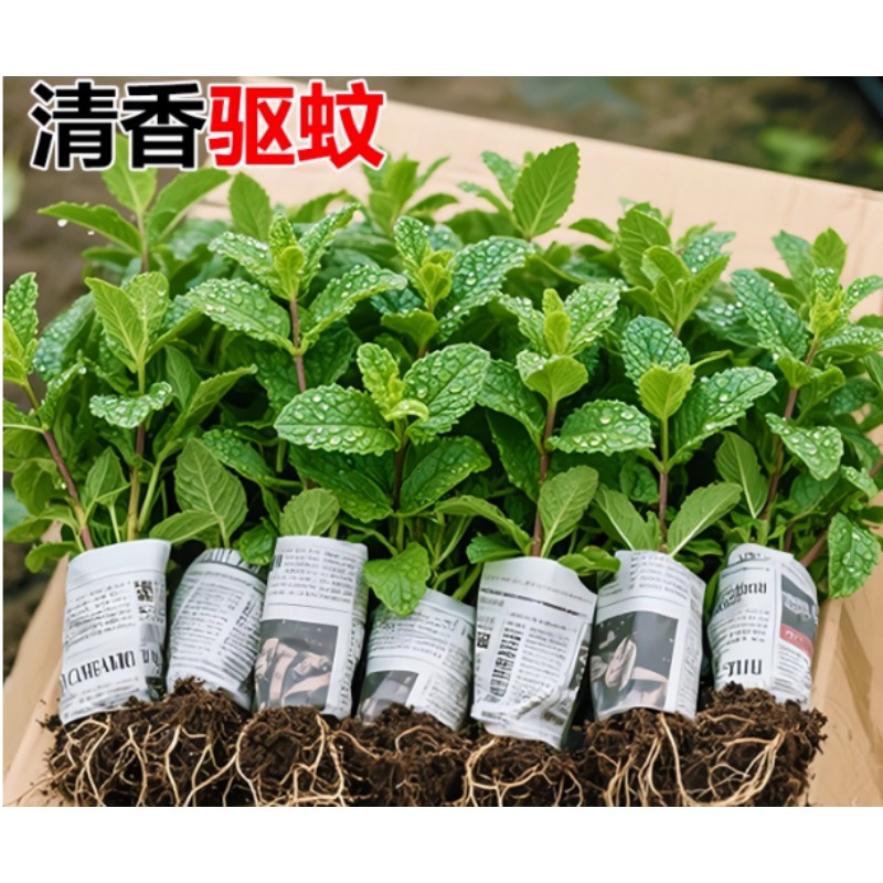 薄荷苗