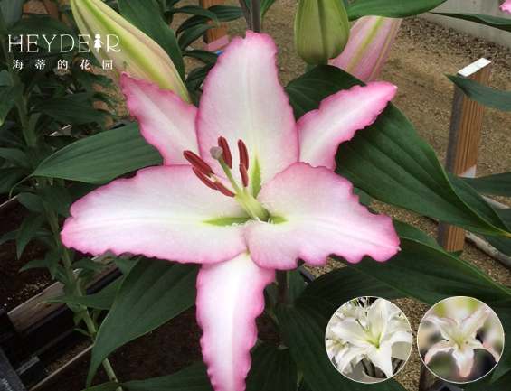 百合花种球