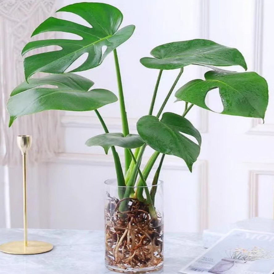 龟背竹大型盆栽绿植室内甲醛净化  水培龟背竹60-80
