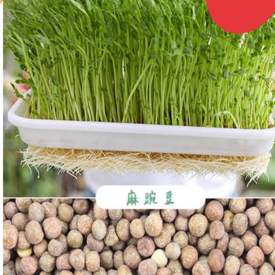 芽苗菜种子水培蔬菜麻豌豆