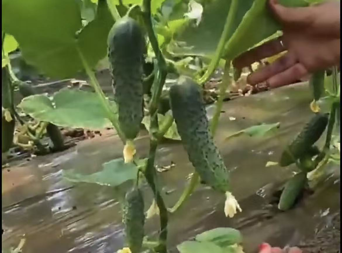 黄瓜苗