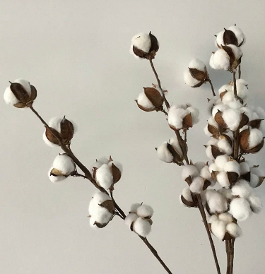 6头棉花