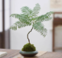 植物幼苗