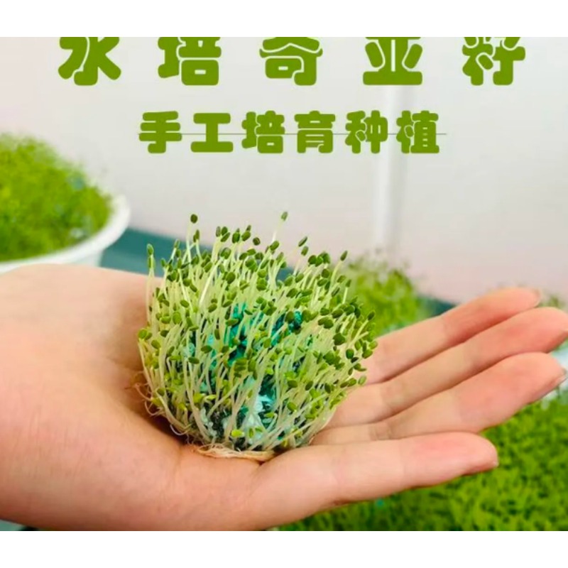 兰香子种子种植水培芽苗菜奇异子幼儿园手工水培种子 奇亚籽