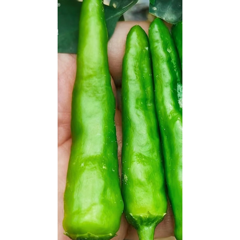 辣椒苗混搭装大苗带土樟树港辣椒苗