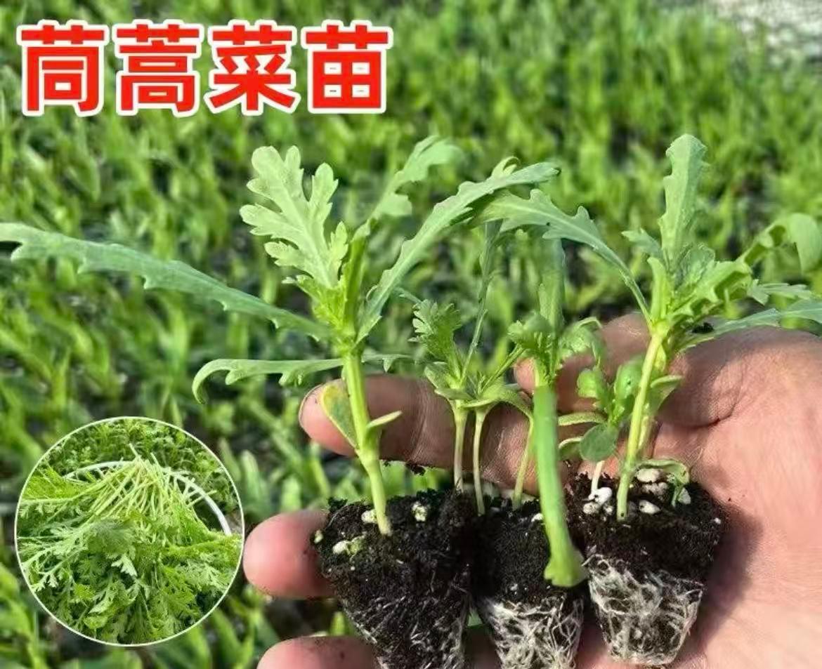 茼蒿苗