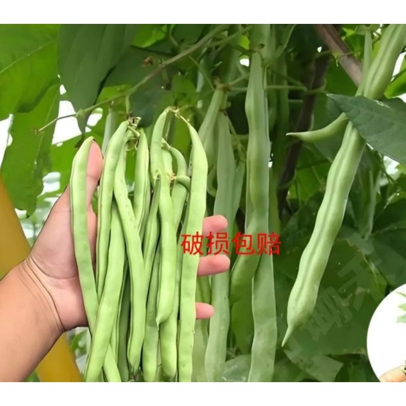 四季豆豆秧