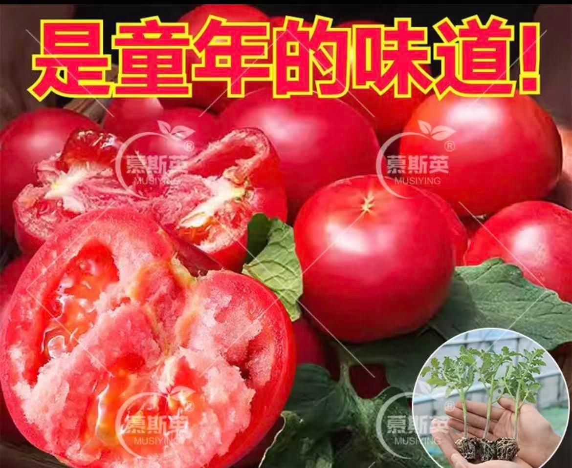 番茄苗