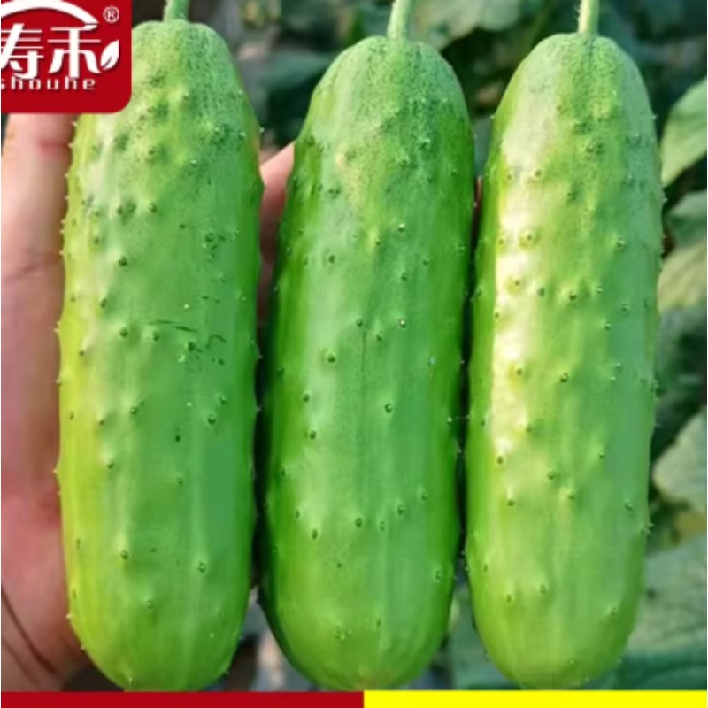 黄瓜种子