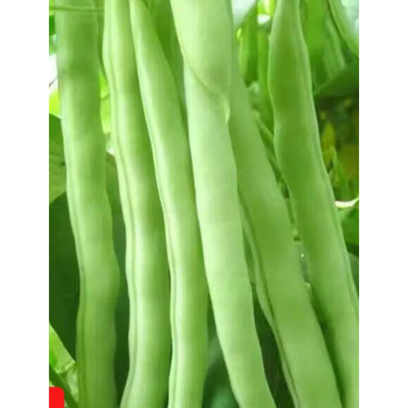 早熟四季豆