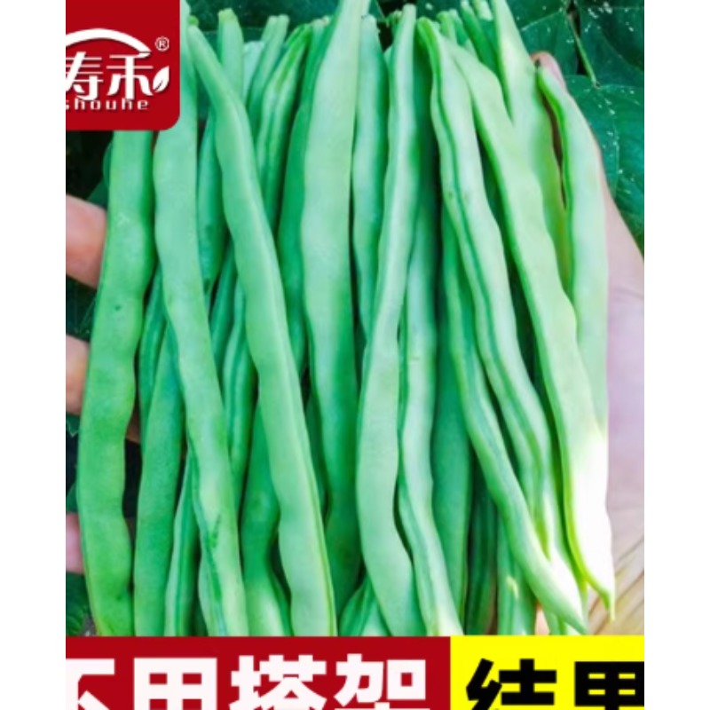 四季豆种子