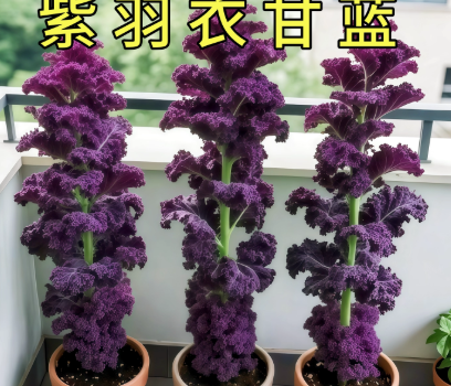 紫羽衣甘蓝种子