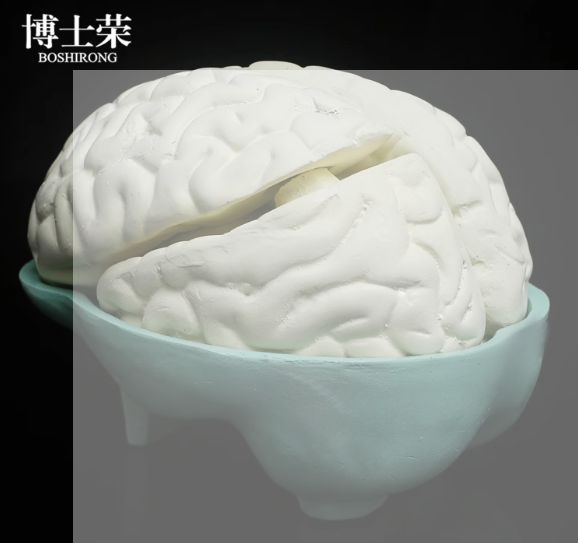 大d脑n模型