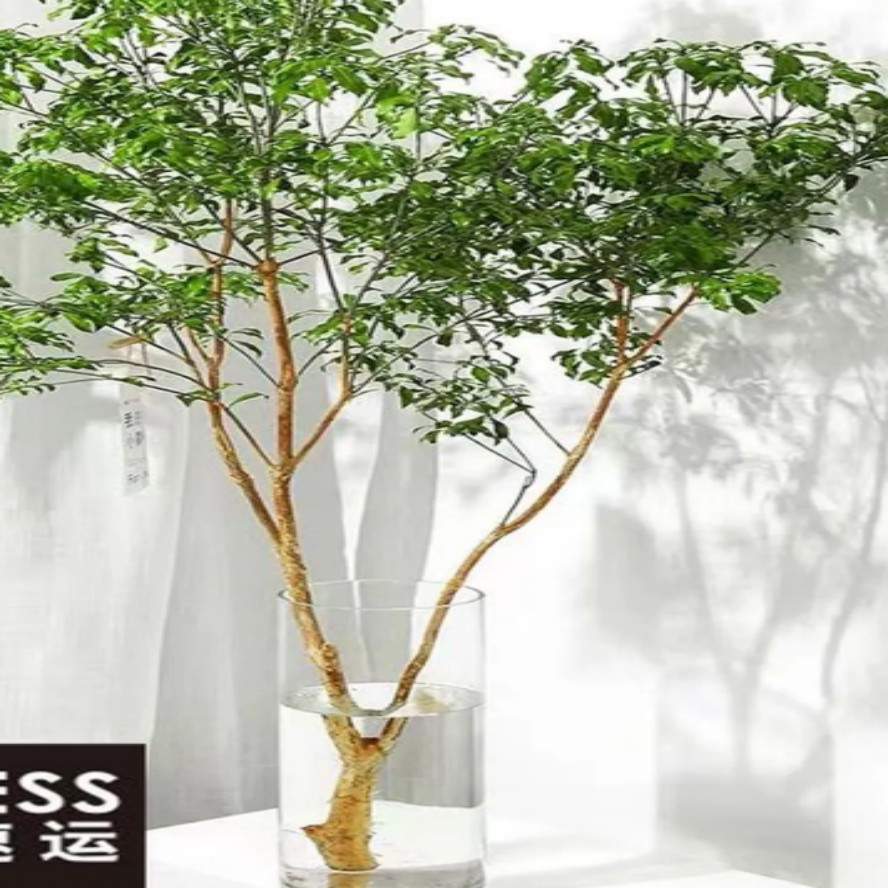 日本进口马醉木水培植物