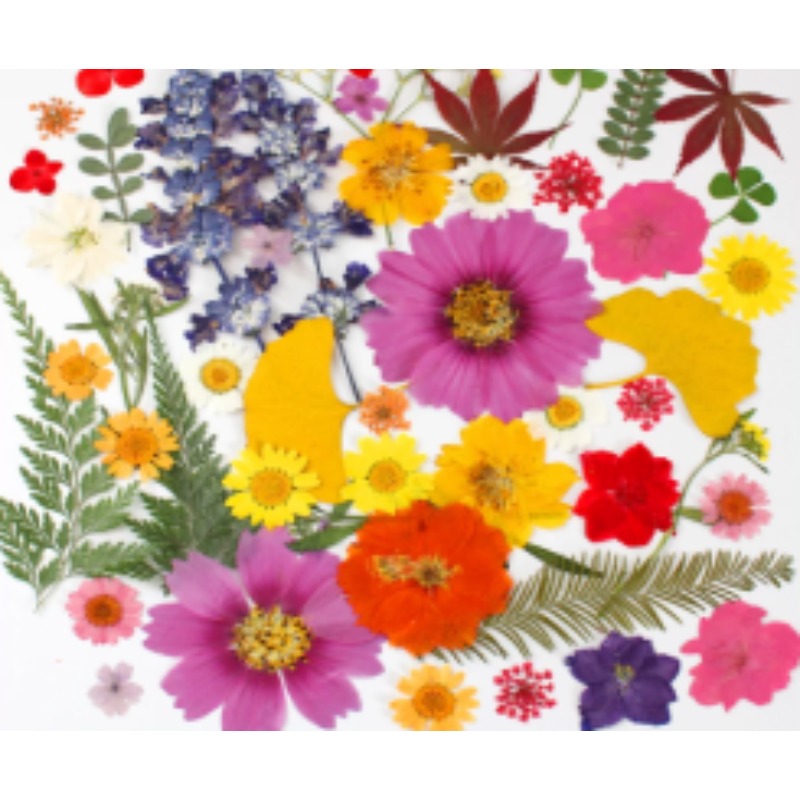 DIY押花植物混合干花树叶包