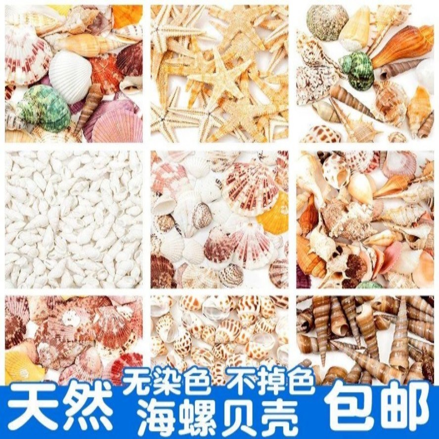 贝壳