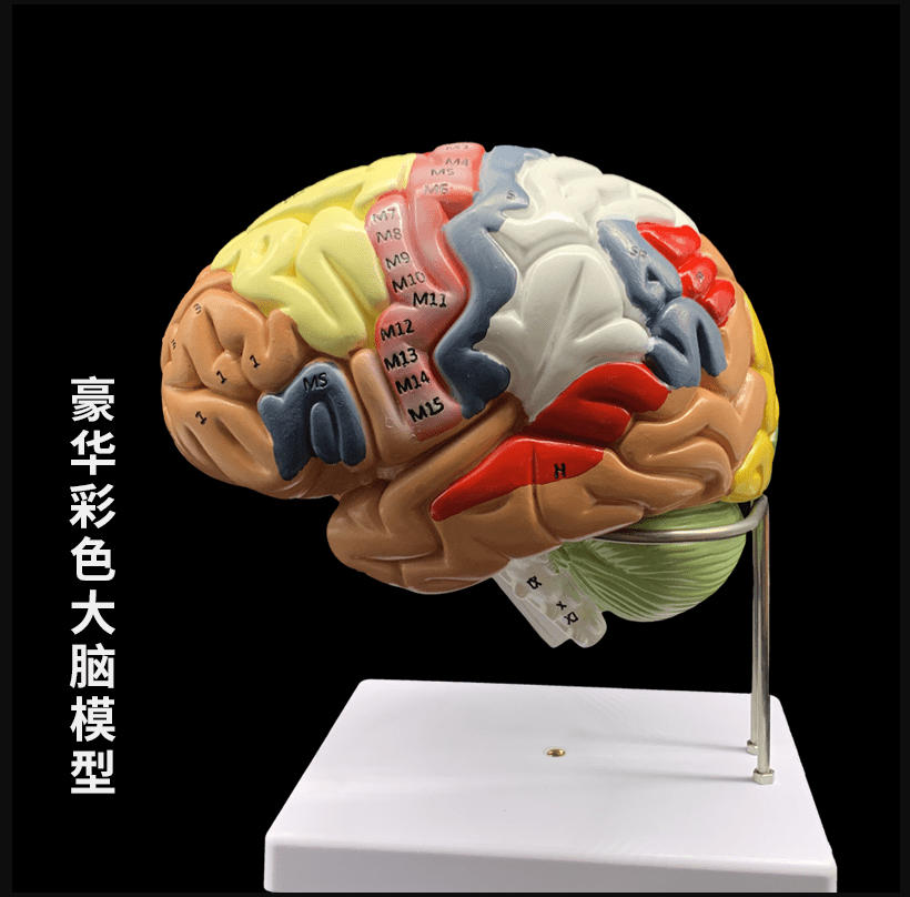 人体大d脑n分区血x管g解j剖p模型2倍放大d脑