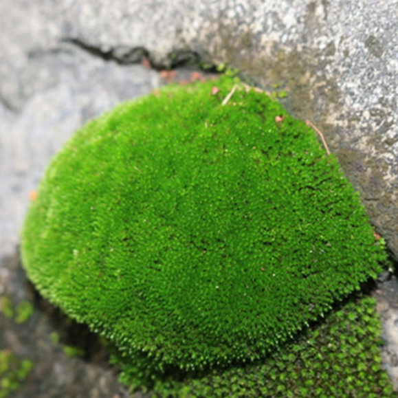 苔藓