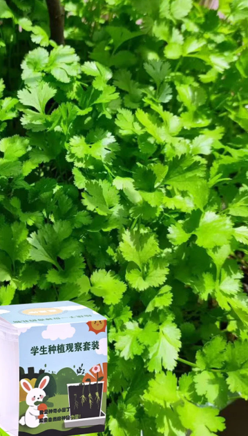 耐热四季小叶香菜种子