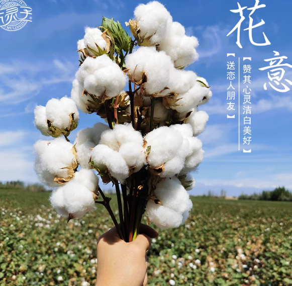 棉花花束