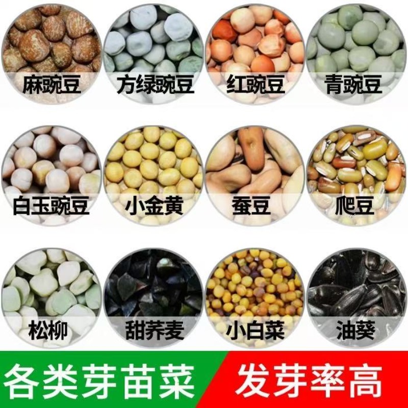 各类水培蔬菜