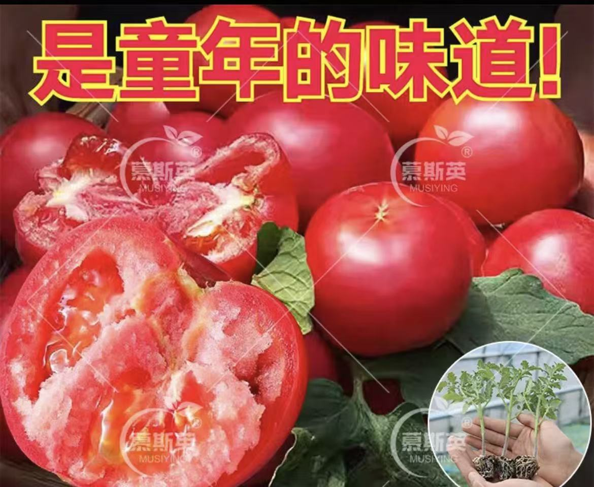 番茄苗