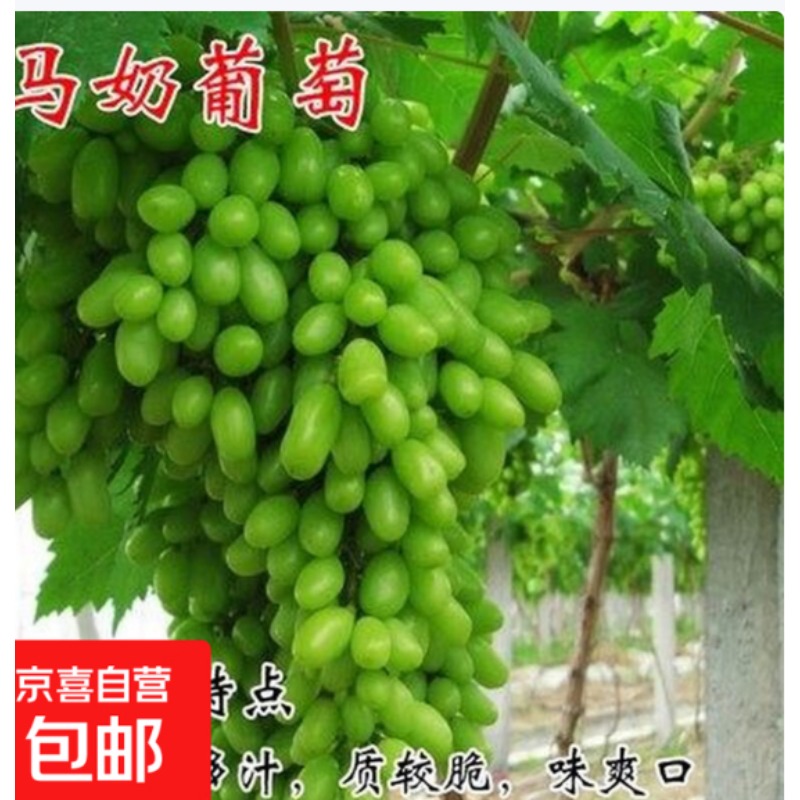 葡萄 特大苗3公分粗