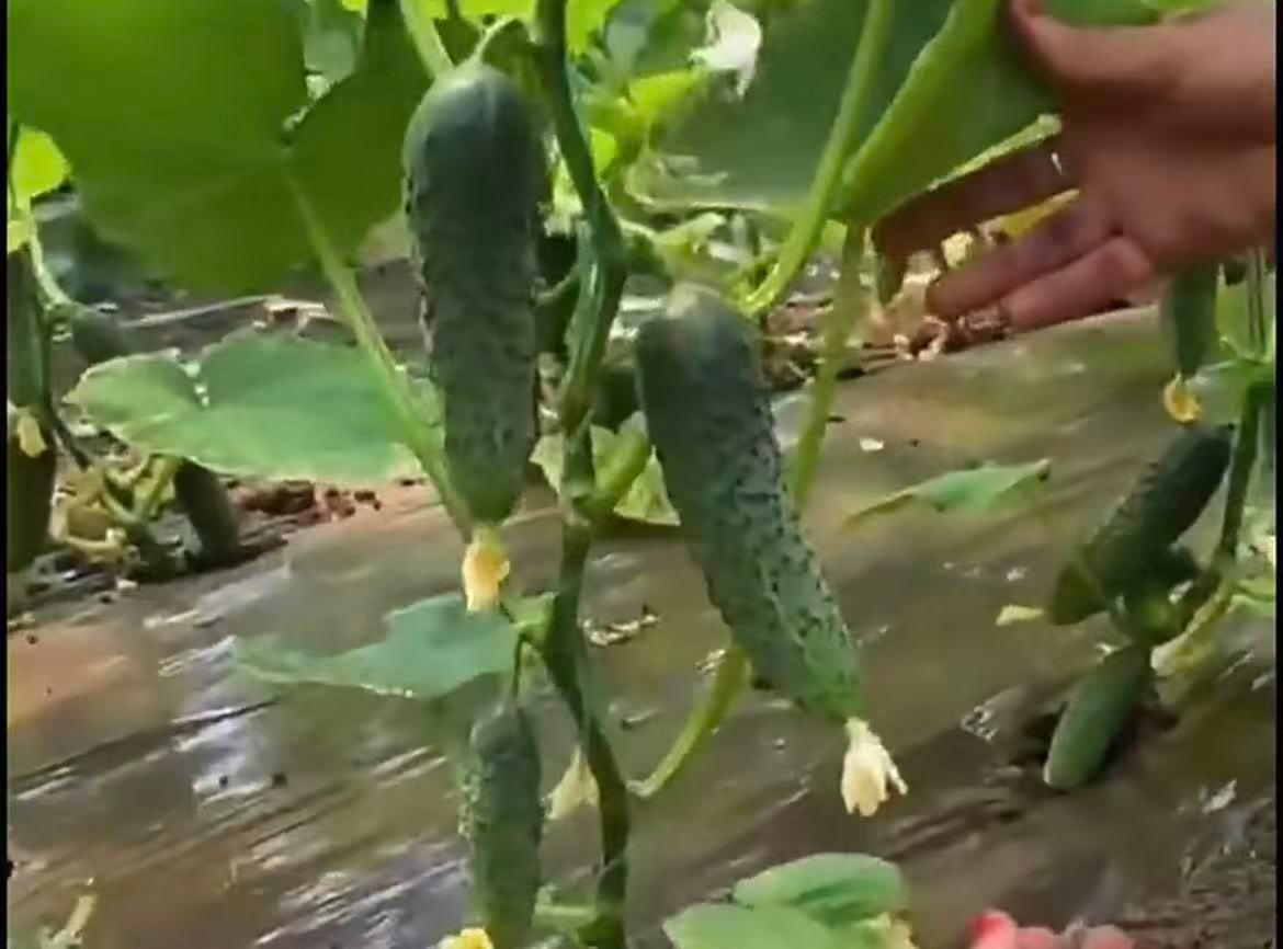 黄瓜苗