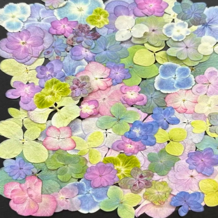 西西里花舍多彩绣球组合花朵手工diy材料包压花干花植物标本相框  80朵混色装(大小不等